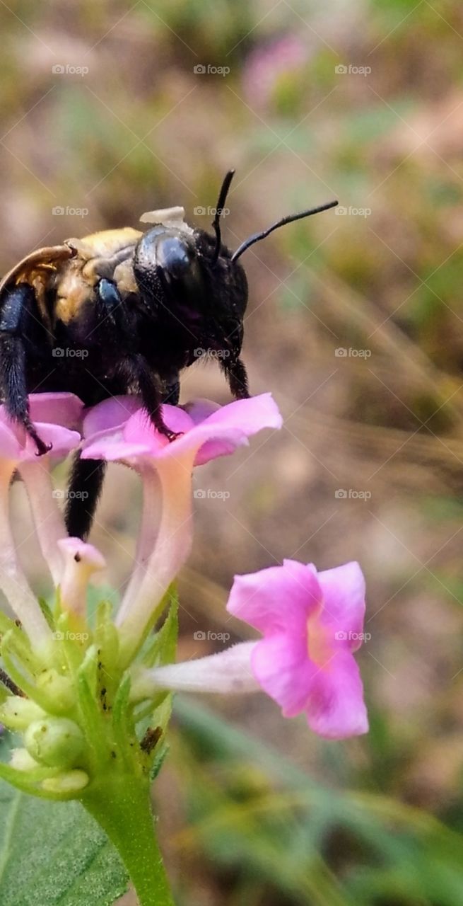 carpenter bee