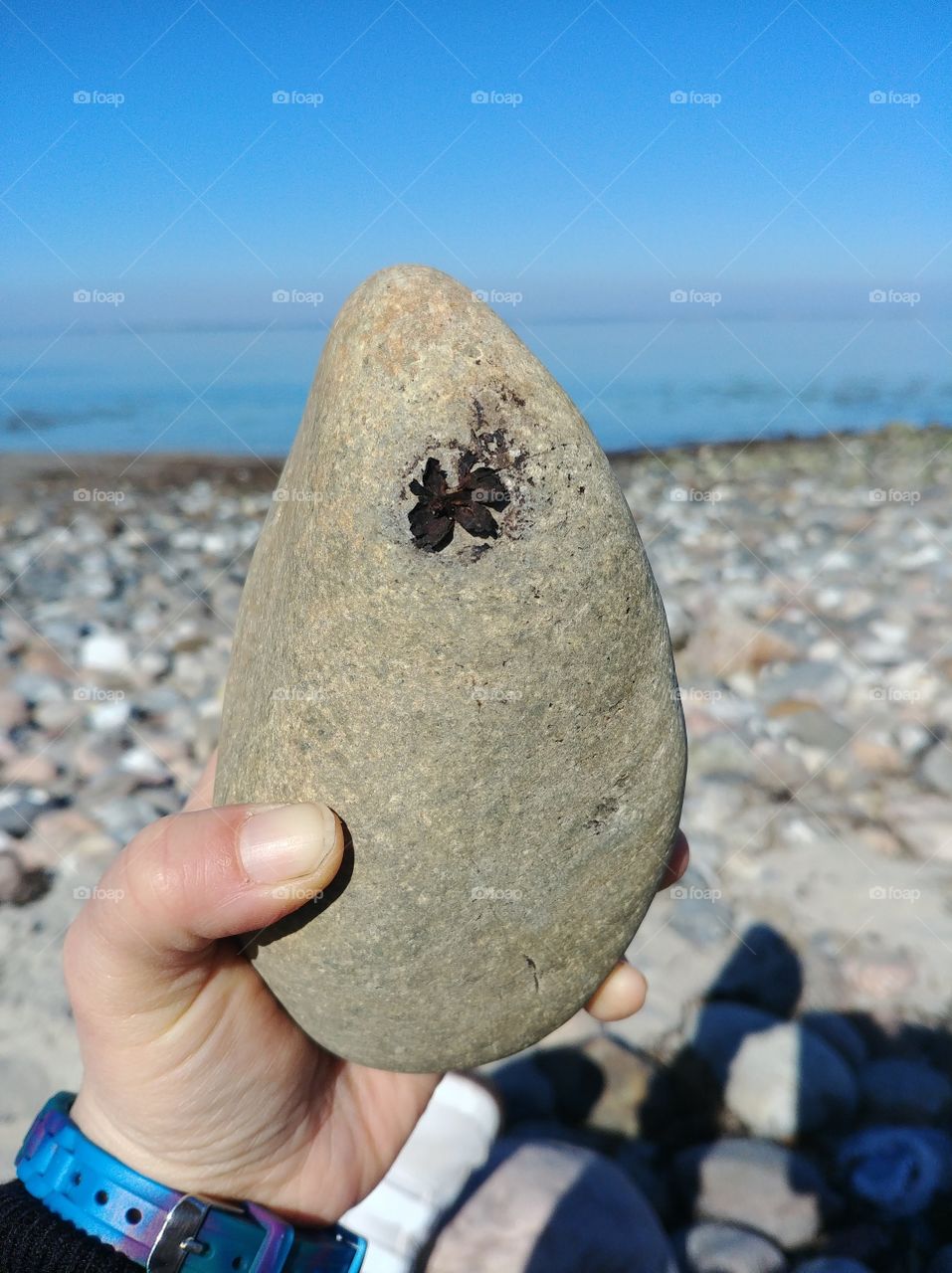 stein blume alge wasser meer