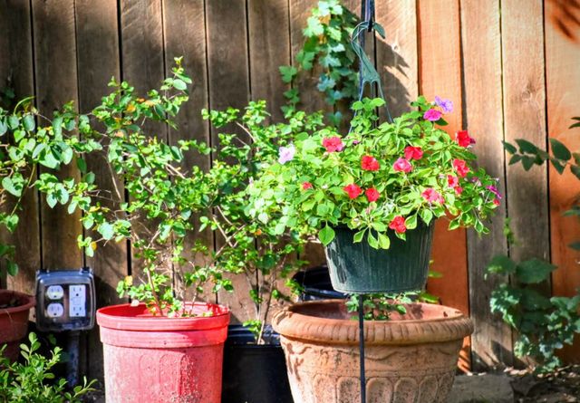 A garden of your favorite flowers can be your place of tranquility.