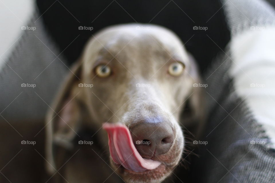 dog and tongue
