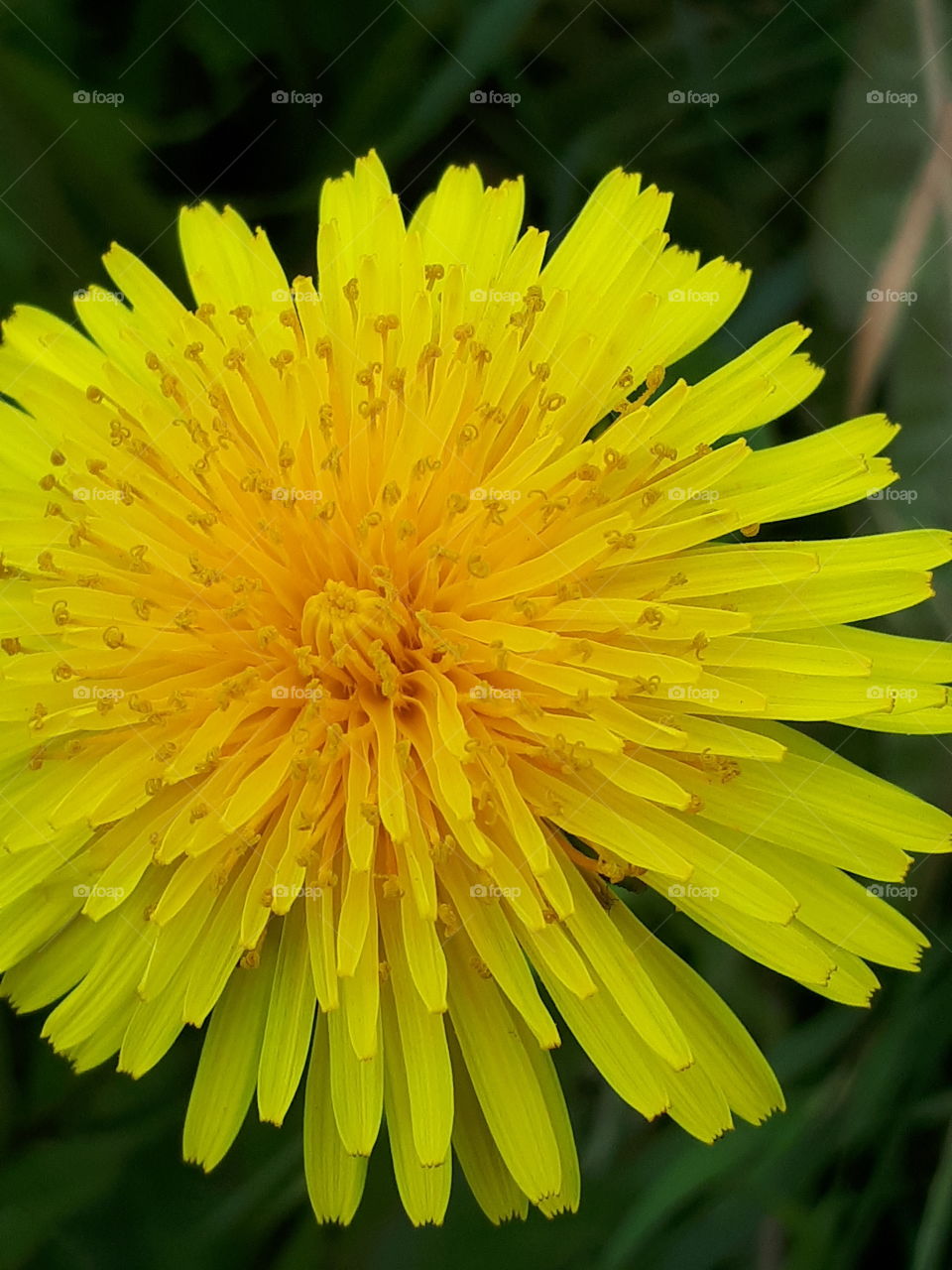 Nature, Flower, Flora, Summer, No Person