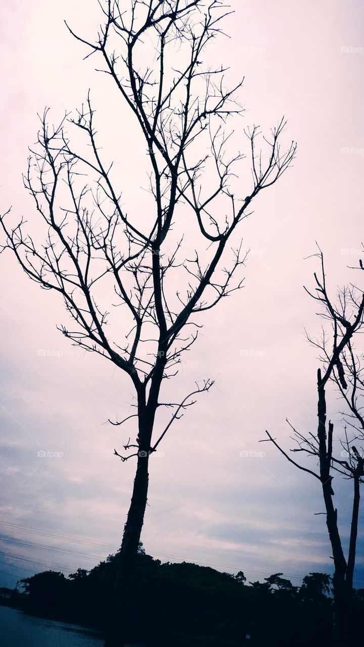 leafless