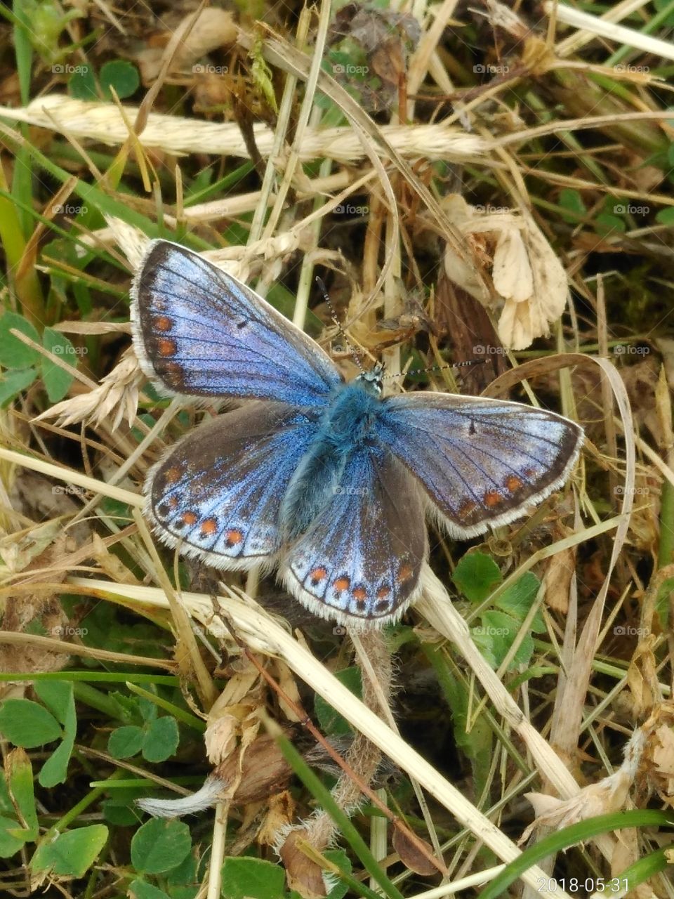 common blue butterfly, UK, June 2018