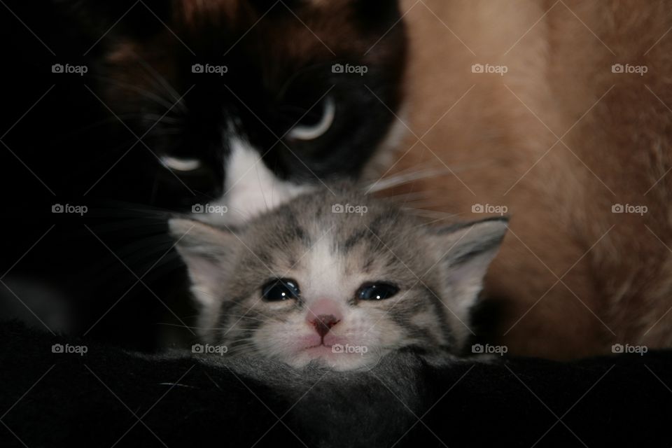 Mother cat and her little kitten