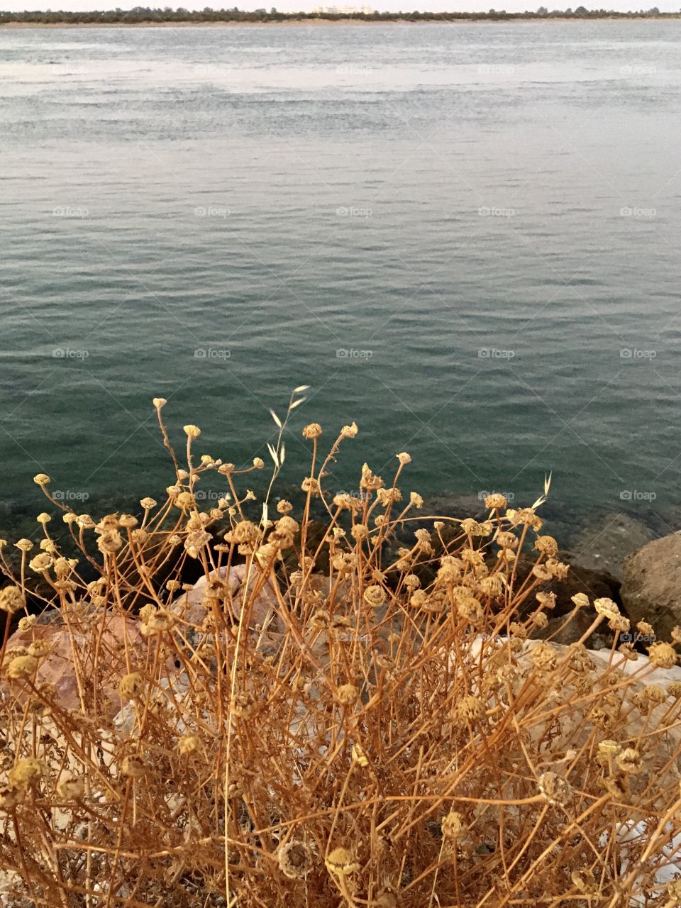 Dry grassland along Guadiana river