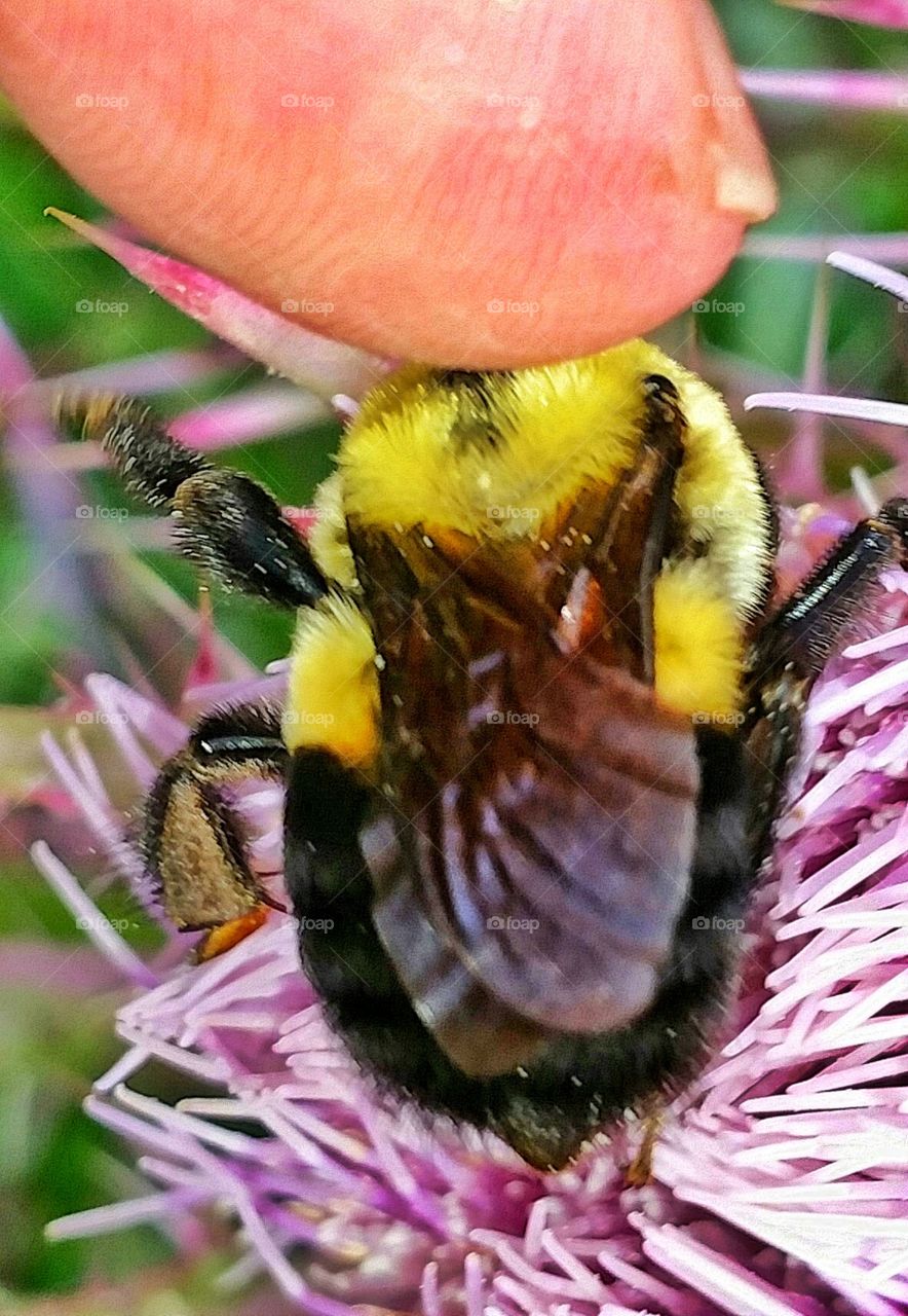 petting bumblebee