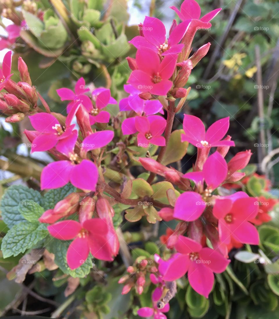 🌹 🇺🇸 Very beautiful flowers to brighten our day.  Live nature and its beauty. Did you like the delicate petals? / 🇧🇷 Flores muito bonitas para alegrar nosso dia. Viva a natureza e sua beleza. Gostaram das pétalas delicadas?