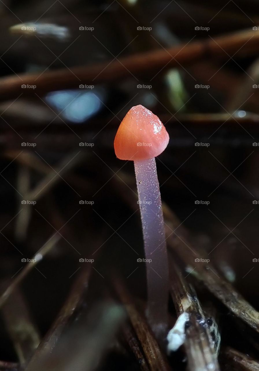 Macro photo of mushrooms in the forest