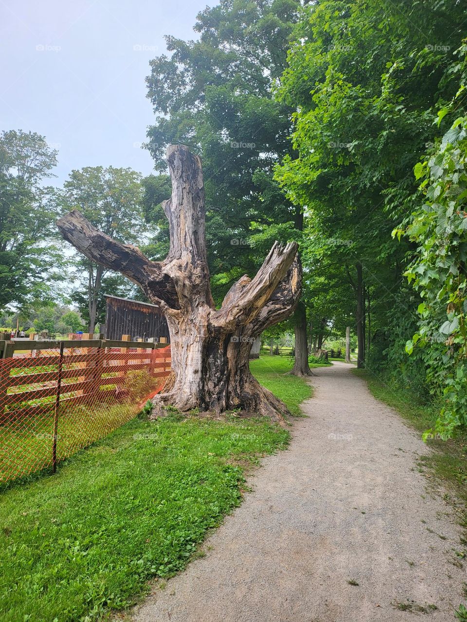 park, trees, old trees, tree trunk, fence, pathway, forest, scenic, greenery, roadtrip, wildlife, old tree, big tree trunk, farm, trail, forest trail, farm land, canadian parks, recreation, summer, fun, day trip, sunny, tree branches, old oak, land