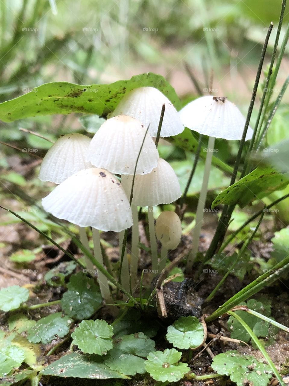 Little fairy mushrooms form delicate swatches of tiny umbrellas to shade the yard from morning’s sun-