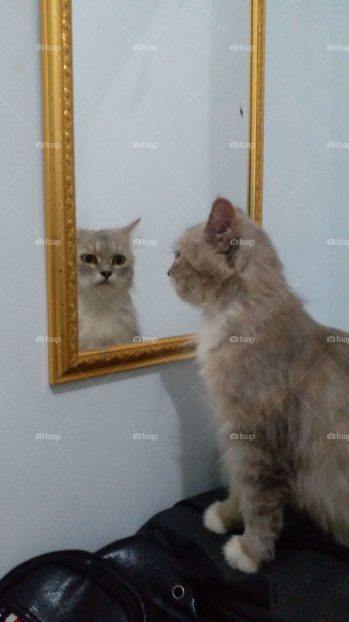 mirrored