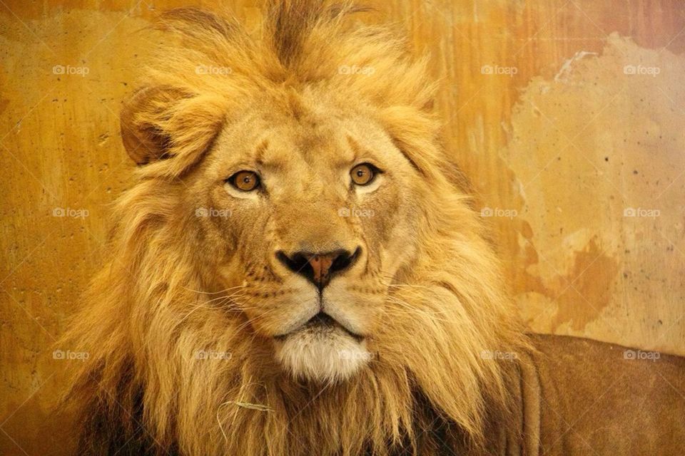 Lion Around