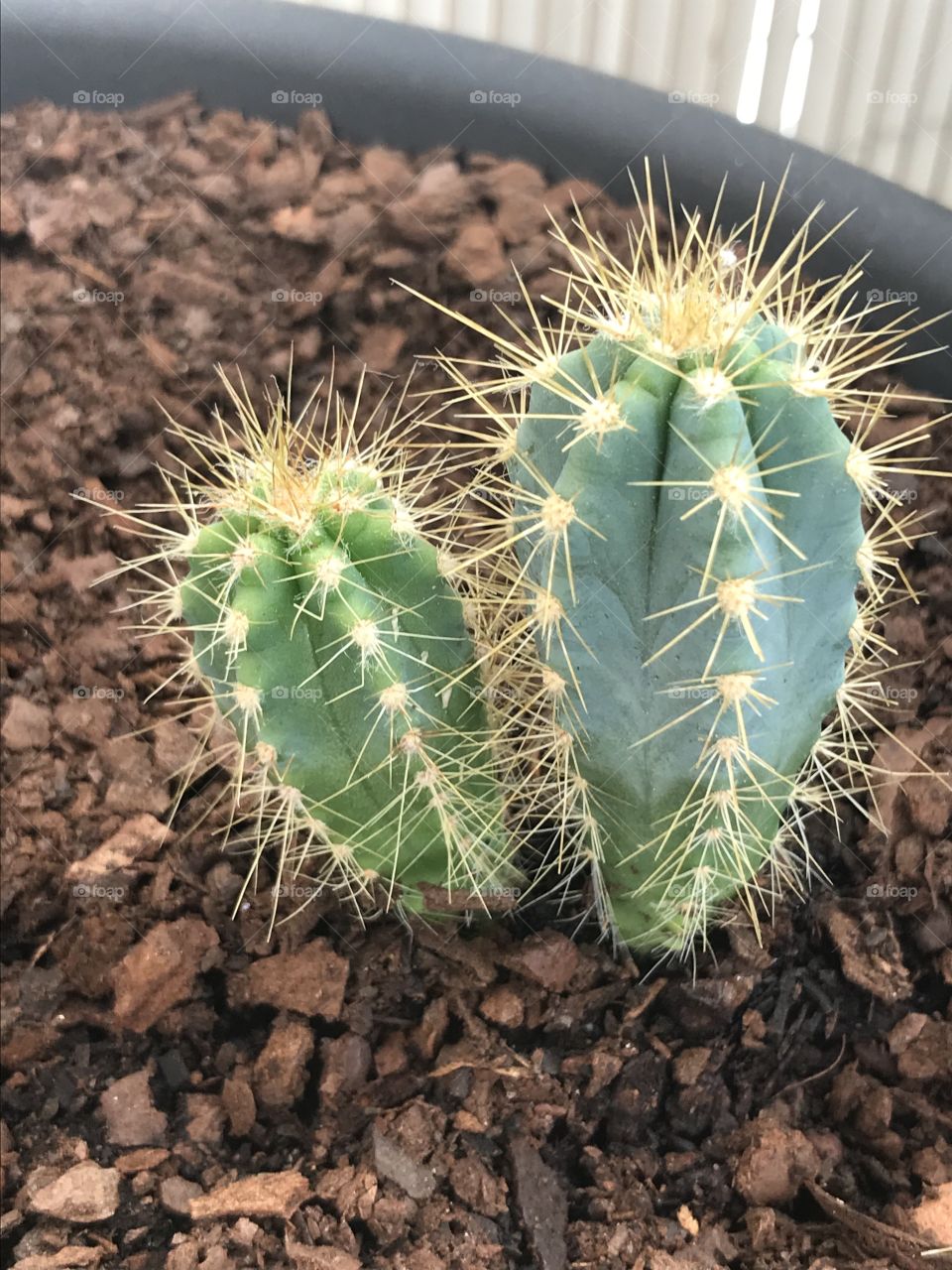 Cactos 