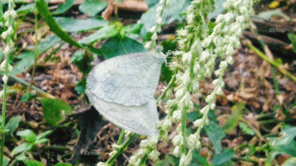 A pair of butterflies are making love