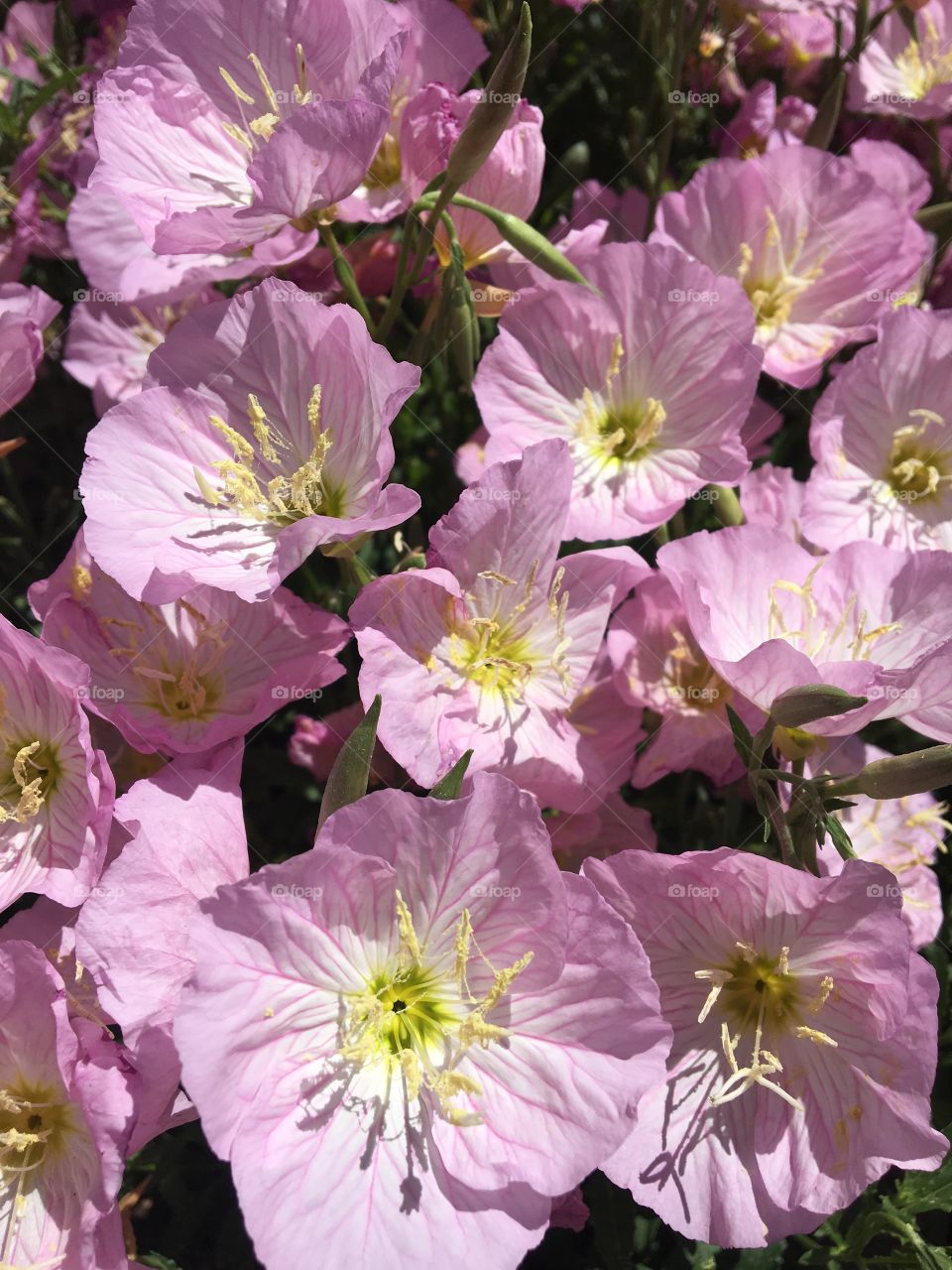 Mexican primrose flowers