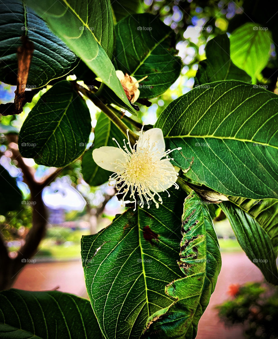 Normalmente, nos acostumamos a admirar o fruto da goiabeira. Mas e quando ao invés dos frutos, vem suas flores?
Uma legítima flor do pé de goiaba, tranquilamente, descansando em seu galho, nesse clique: