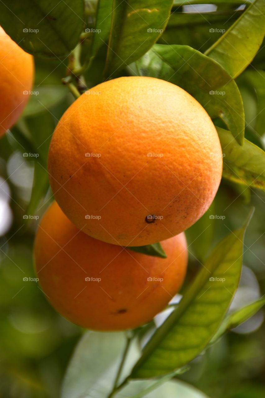 Orange