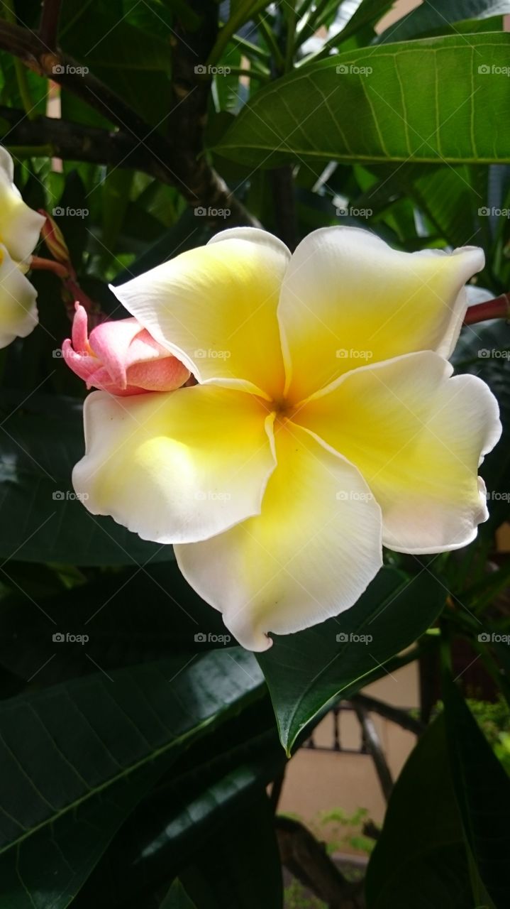Close-up of white flower