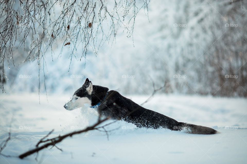 Walking with husky in winter park