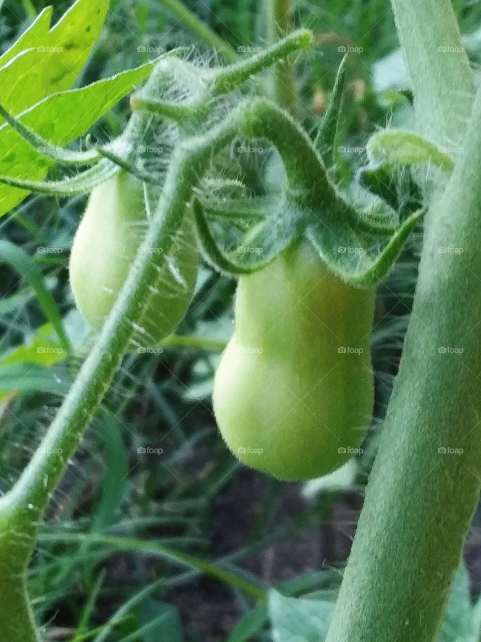 tomatoes ripening on the vine