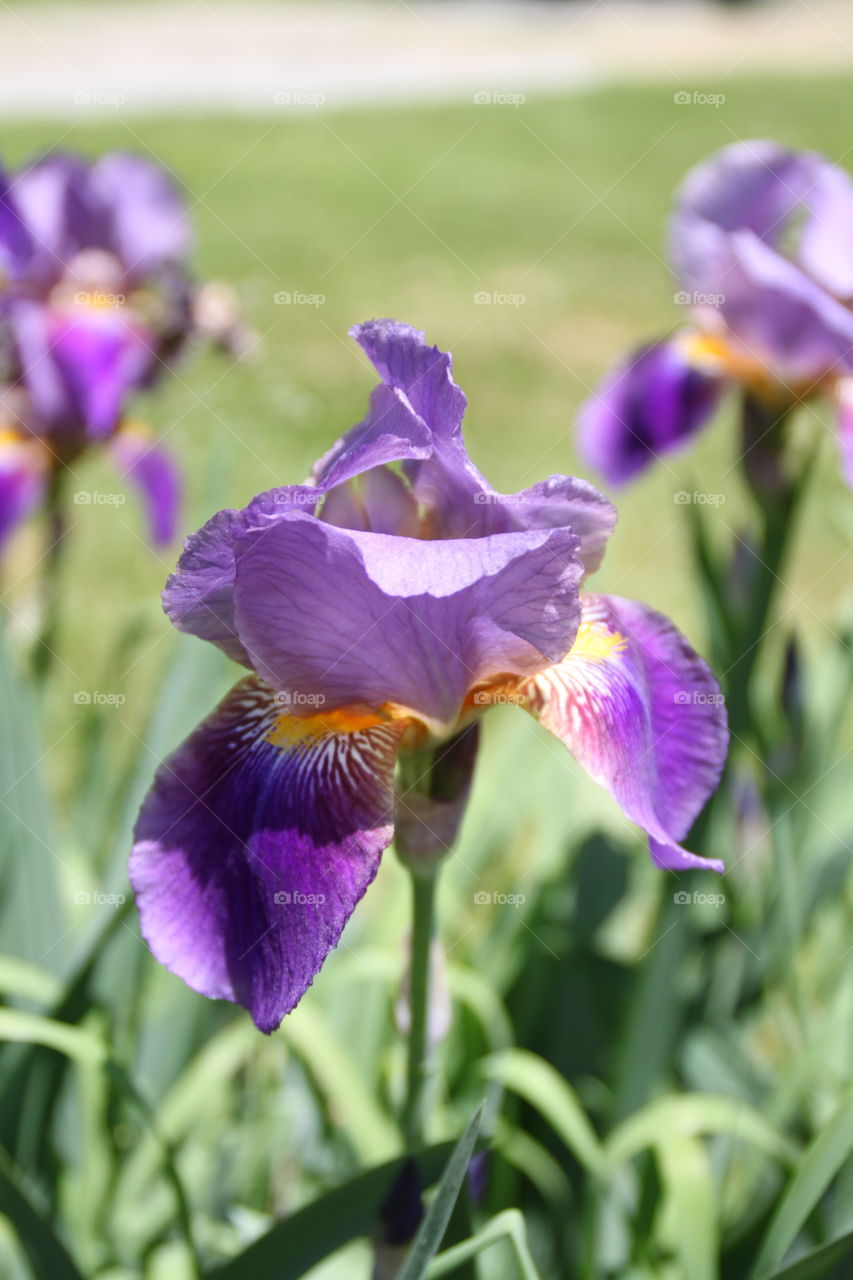 Flowers in purple