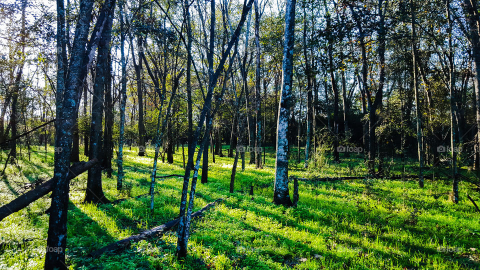 Landscape, Wood, Nature, Tree, Fair Weather