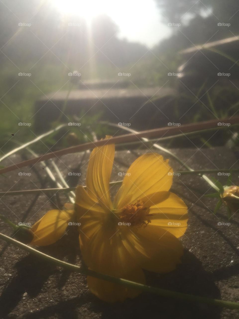 Yellow flower