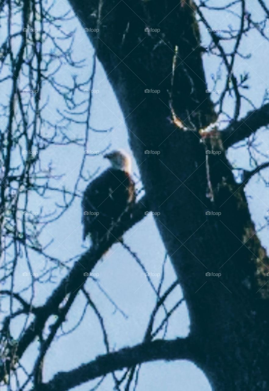 Bald eagle perching on a branch at the lake, searching and calling for his mate  on a hot summer day.