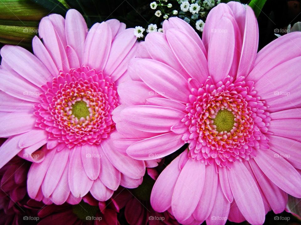 Flower blossoming close up background nature therapy summer mood positive vibes violet zerbera