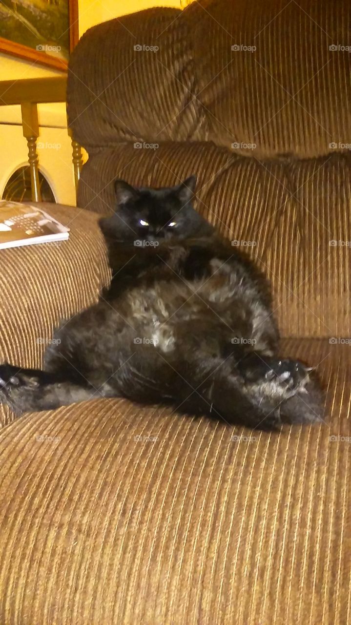 couch potatoe. saw my cat sitting like a human...