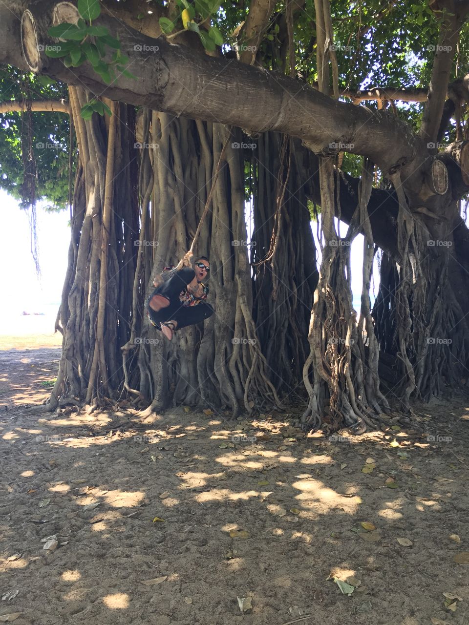 Tree, Wood, No Person, Root, Nature