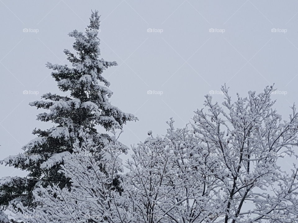 Snow-Laden Treetops