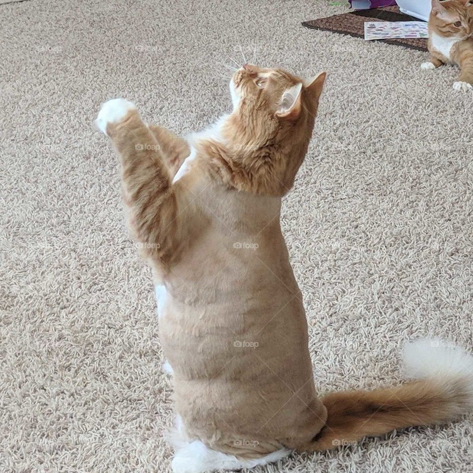 acrobatics standing cat ready for a treat, long, chubby, furry, cute and cuddly.