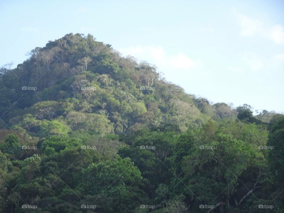Panama jungle