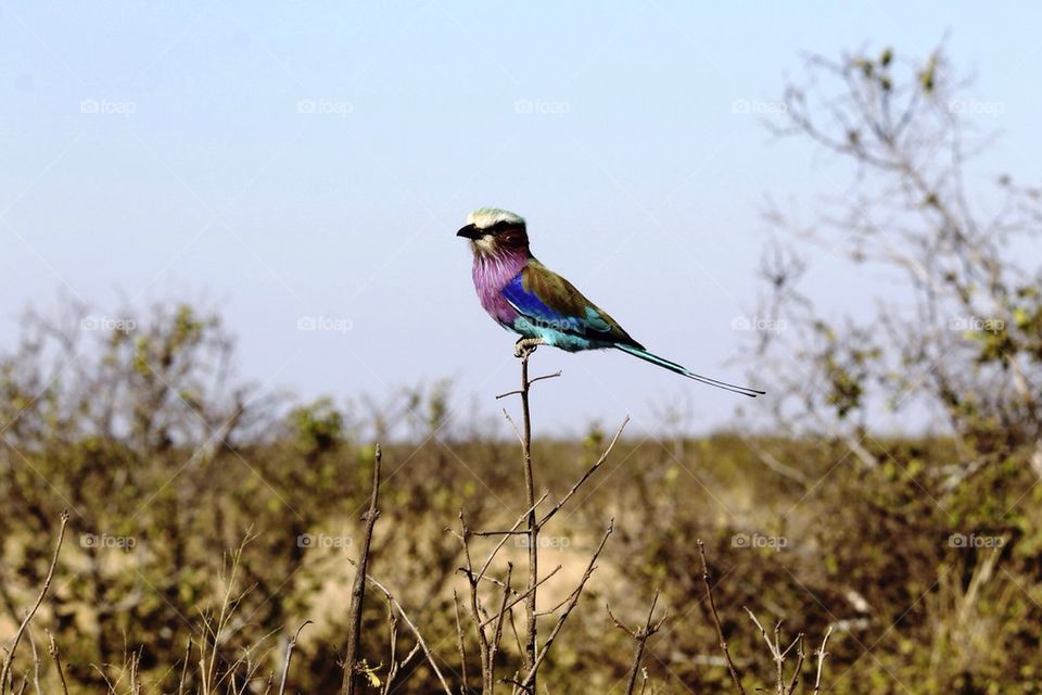 Lilac breasted roller