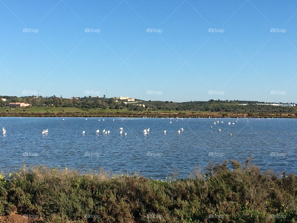 Flamingos in salt marshes