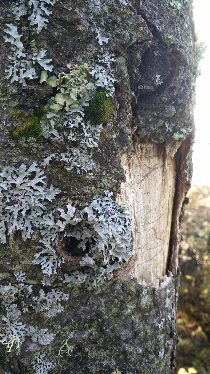 closeup with background on a tree