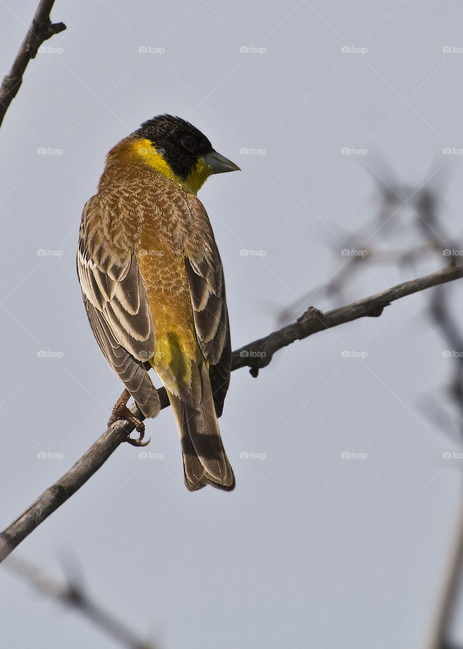 Black - headed bunting