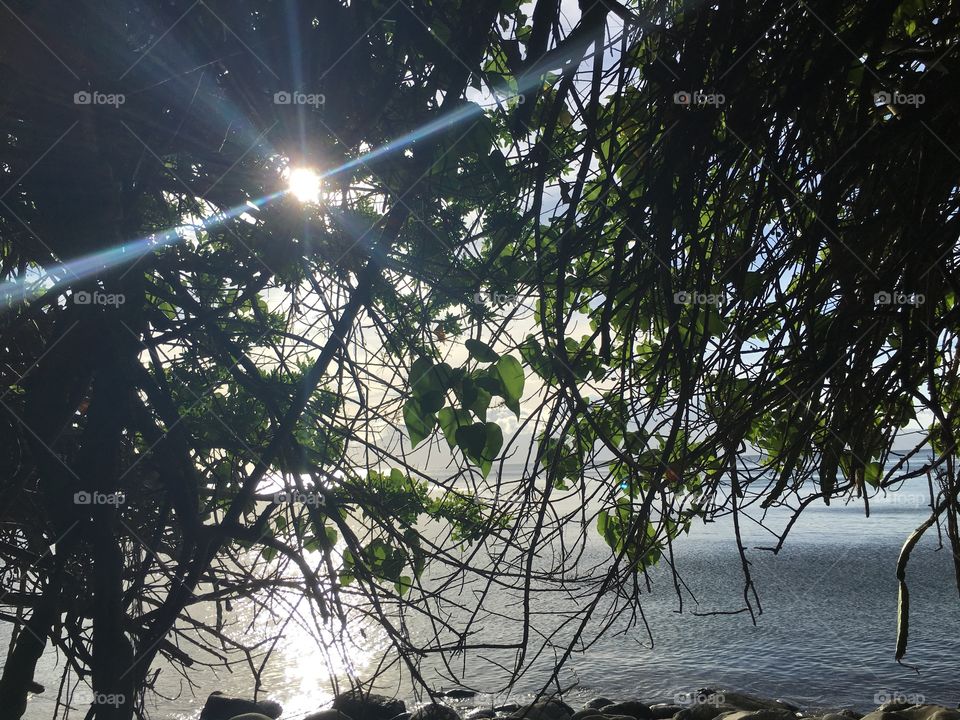 Close-up of tree with sunlight