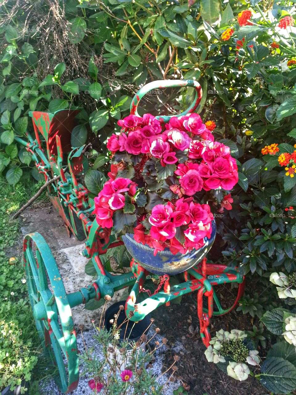 Unusual flowerpot stand. My mother-in-law uses this old plough as a stand for some of her flowerpots.