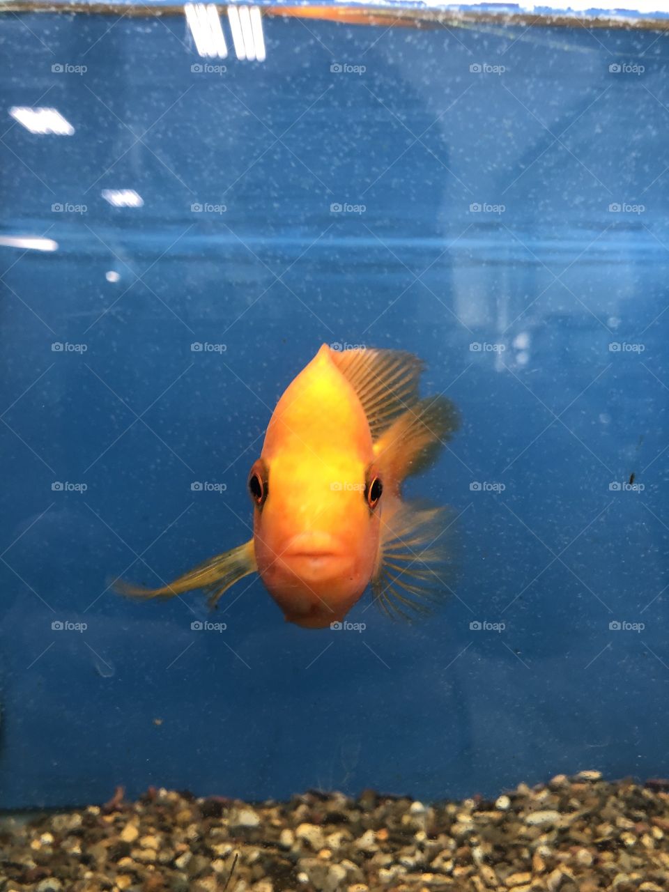 Kisses from fishes. This cool little guy has been swimming in his blue water. He’s golden and wants to say hi to you. 