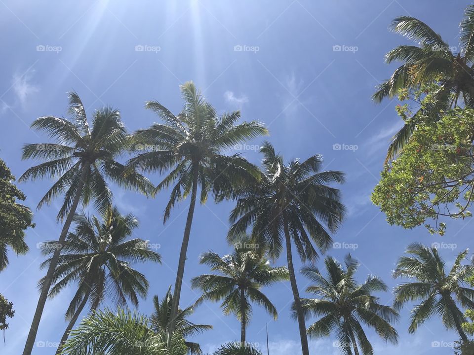 Coconut sky