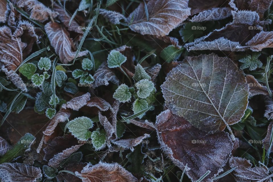 Frosty Marvels, nature’s icy artistry 