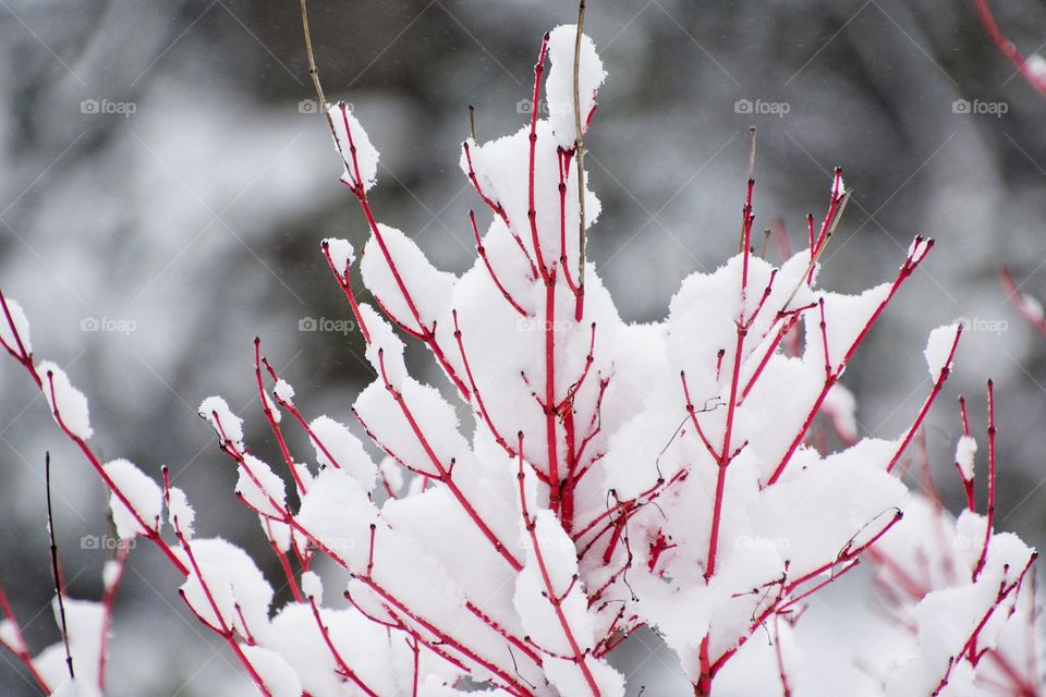 Snow covered red branches