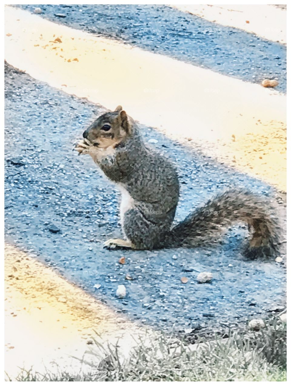 Squirrel enjoying a snack