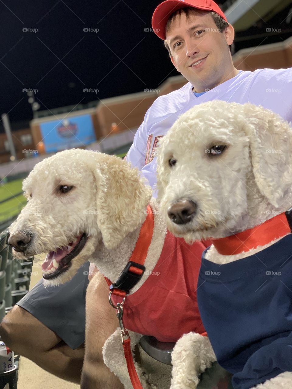 Goldendoodle dogs with dad watching baseball game on a pretty spring night 