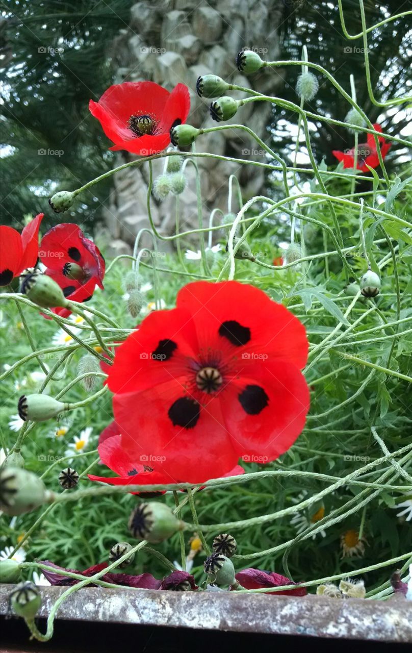 poppies