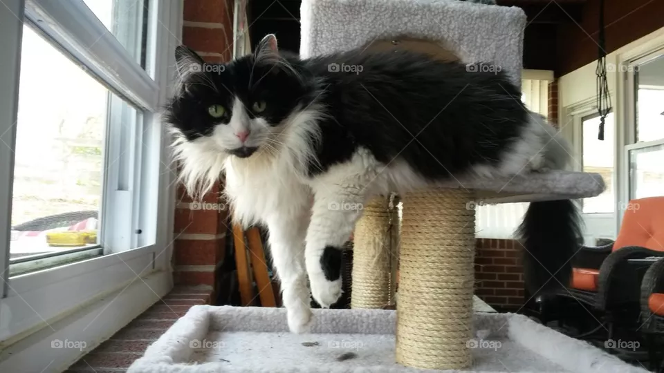 Catobat