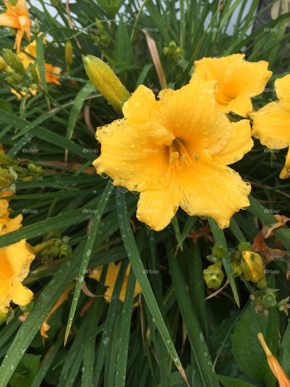 Rainy Yellow Flowers