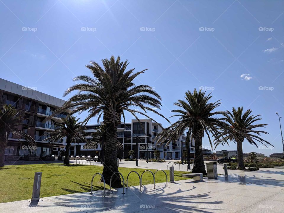 Palms casting a shadow in the midday sun